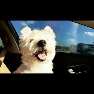 Meet your Posher, Anna & sal